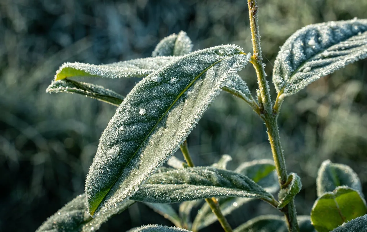 Jakie rośliny dobrze znoszą zimę i zachowują walory dekoracyjne w chłodnych miesiącach?