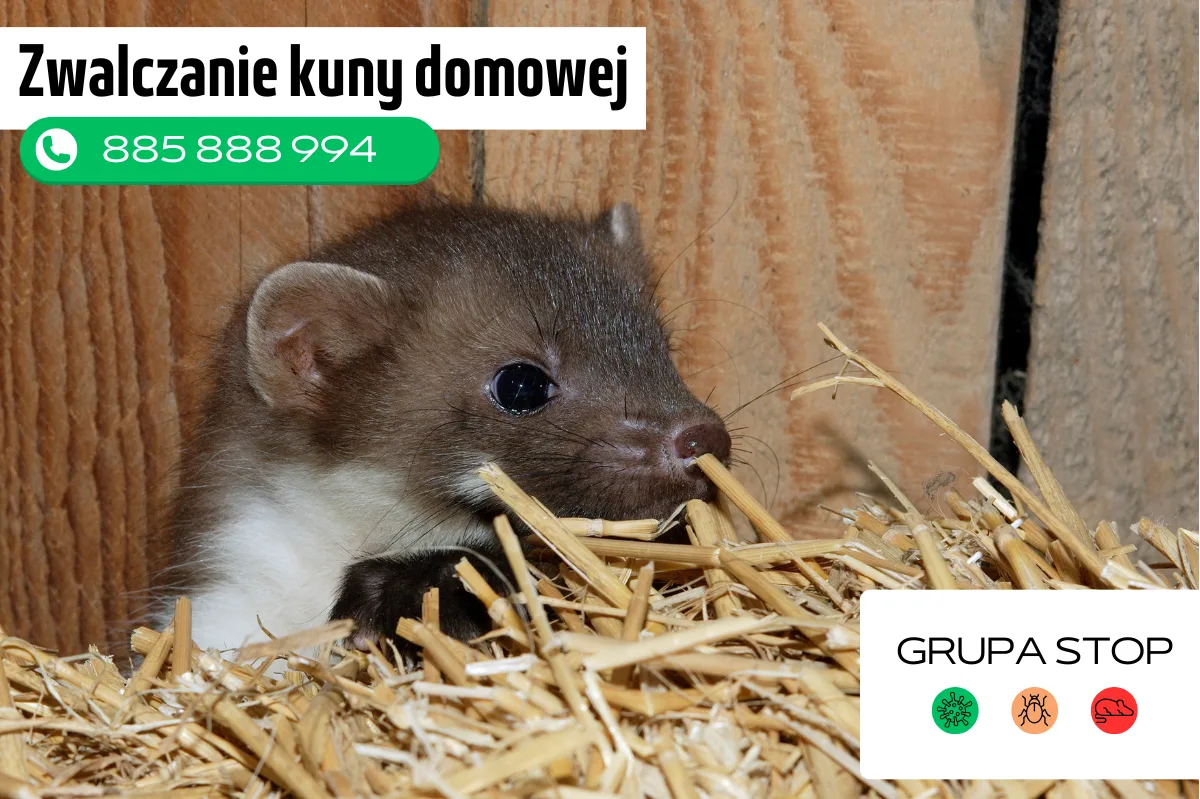 odławianie kuny domowe Grupa Stop