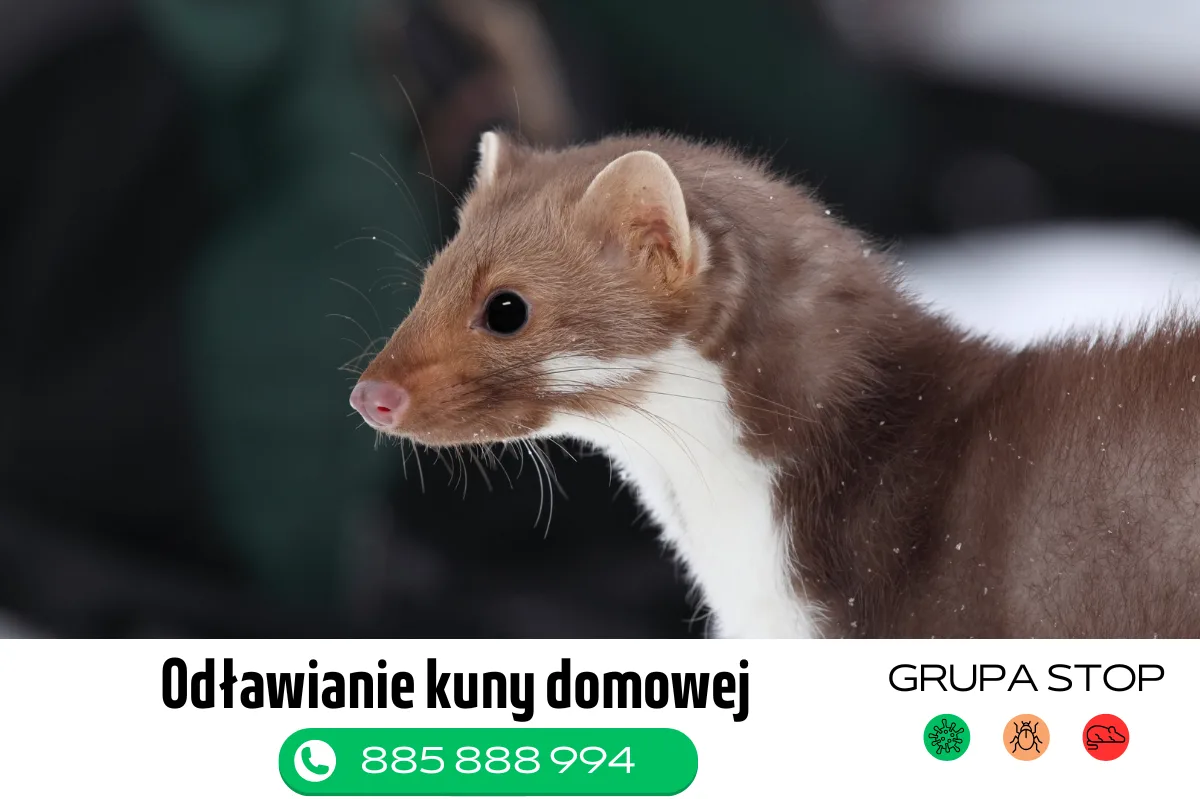 zwalczanie kuny domowej Grupa Stop