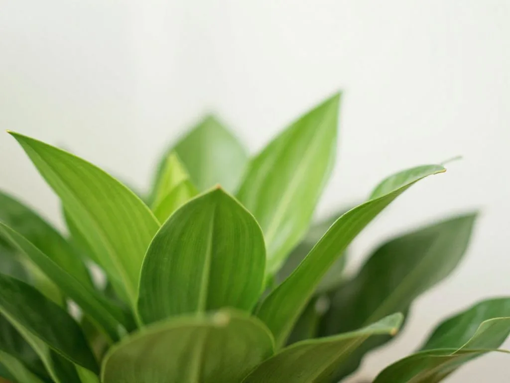 Rośliny do ogrodu: Przewodnik po zielonej oazie marzeń