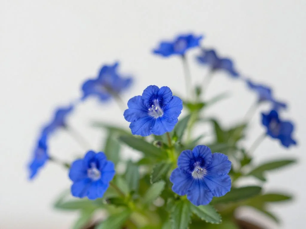 Lobelia przylądkowa – kompletny przewodnik po uprawie i pielęgnacji