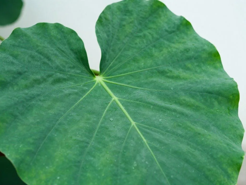 Gunnera olbrzymia: Jak uprawiać roślinę o liściach większych niż Ty sam?